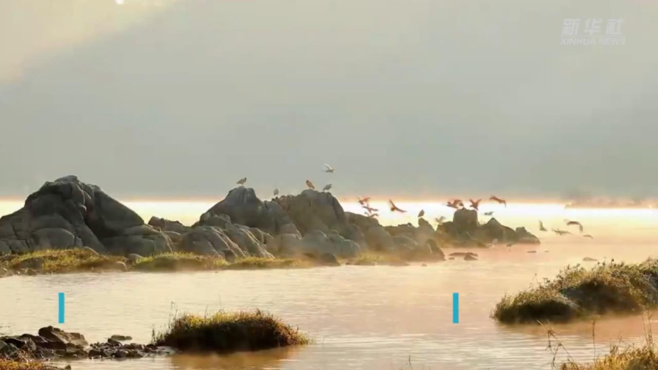 如诗如画 朱鹮晨雾中翩翩起舞