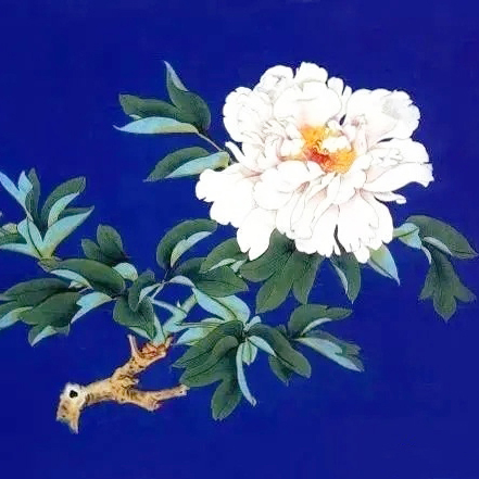 【国色（白牡丹图）】