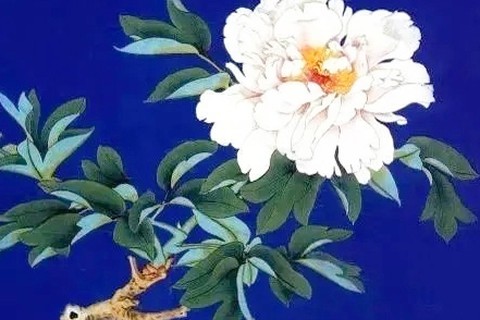 【国色（白牡丹图）】